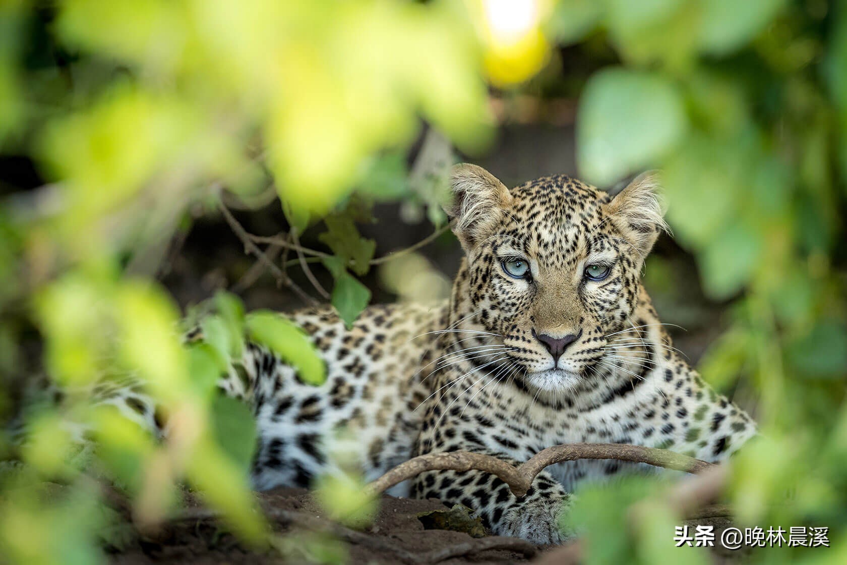 绿色季节：非洲野生动物的光荣照片