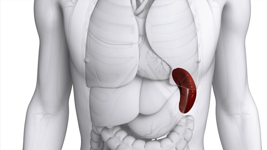 人体中六个最没用的器官,人体消失的七种器官