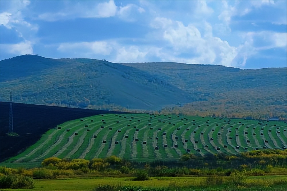 谁在砸中国人饭碗？200万年形成的“土中熊猫”，被4元贱卖给美日