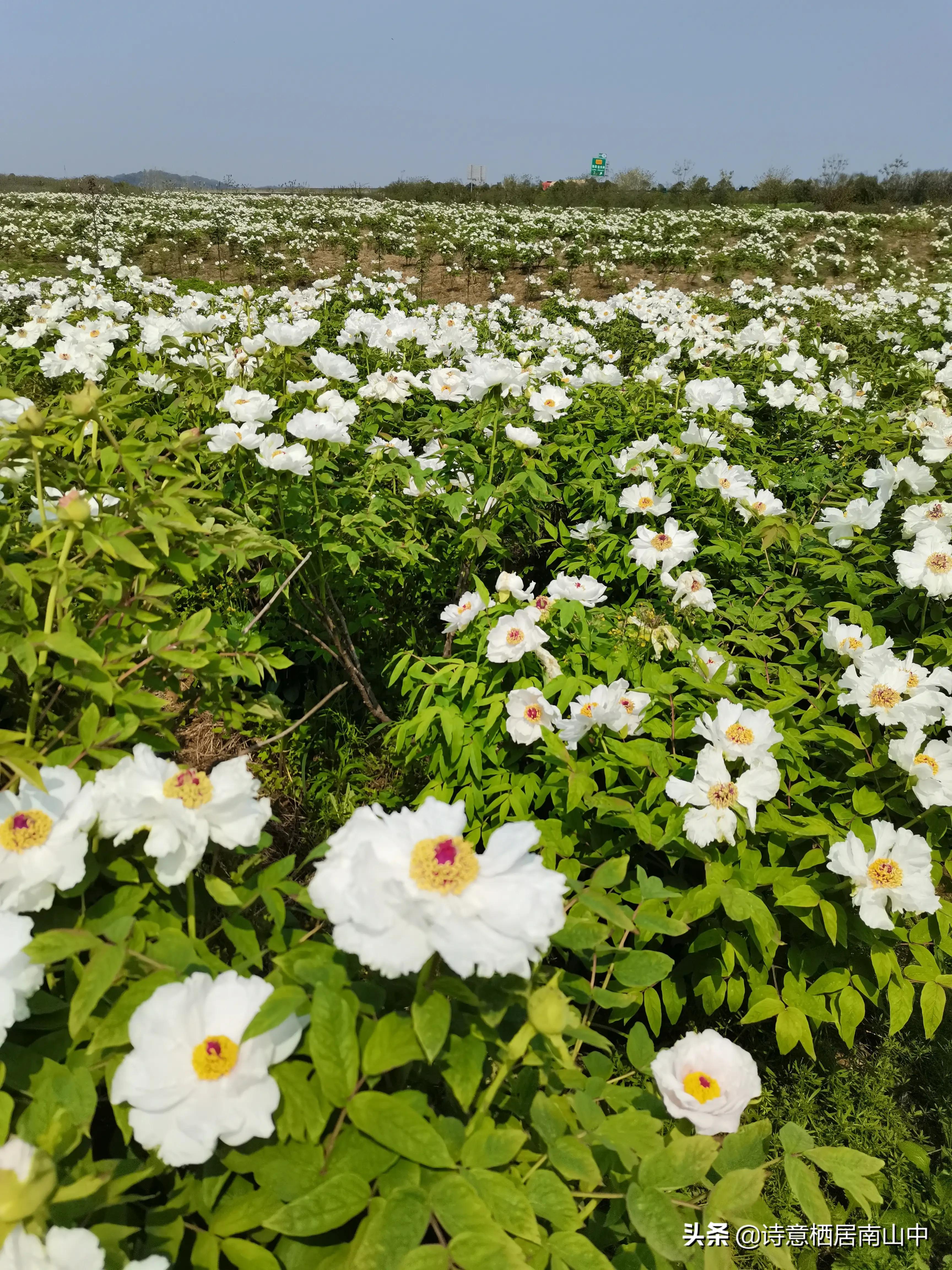江夏鲁湖湿地公园,江夏金口鲁湖梦里田园