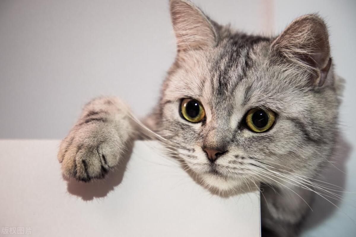 猫咪慢性鼻炎不治会死吗,猫咪吃泼尼松龙治疗鼻炎