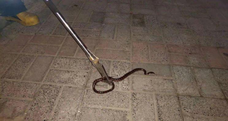 蛊是什么时候存在的,蛊到底是什么