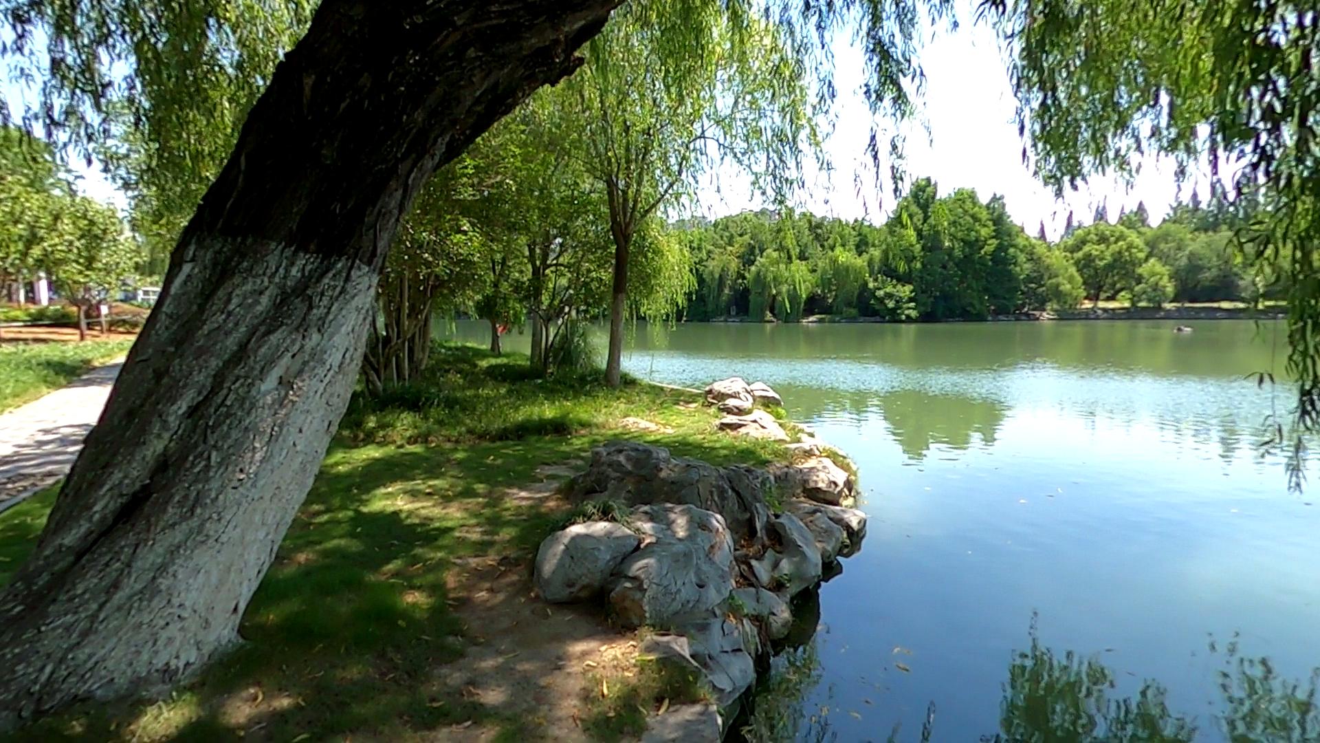 合肥的杏花公园的位置,有一棵杏花树的公园合肥