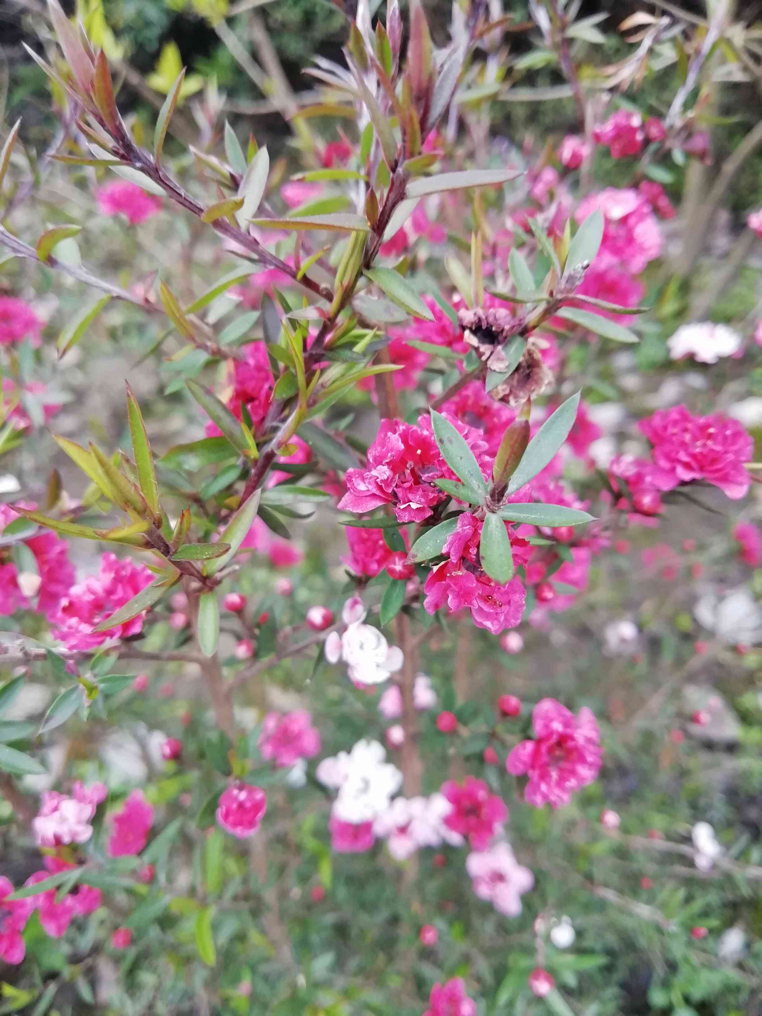 松红梅与松针梅区别,跟松红梅很像的花有什么