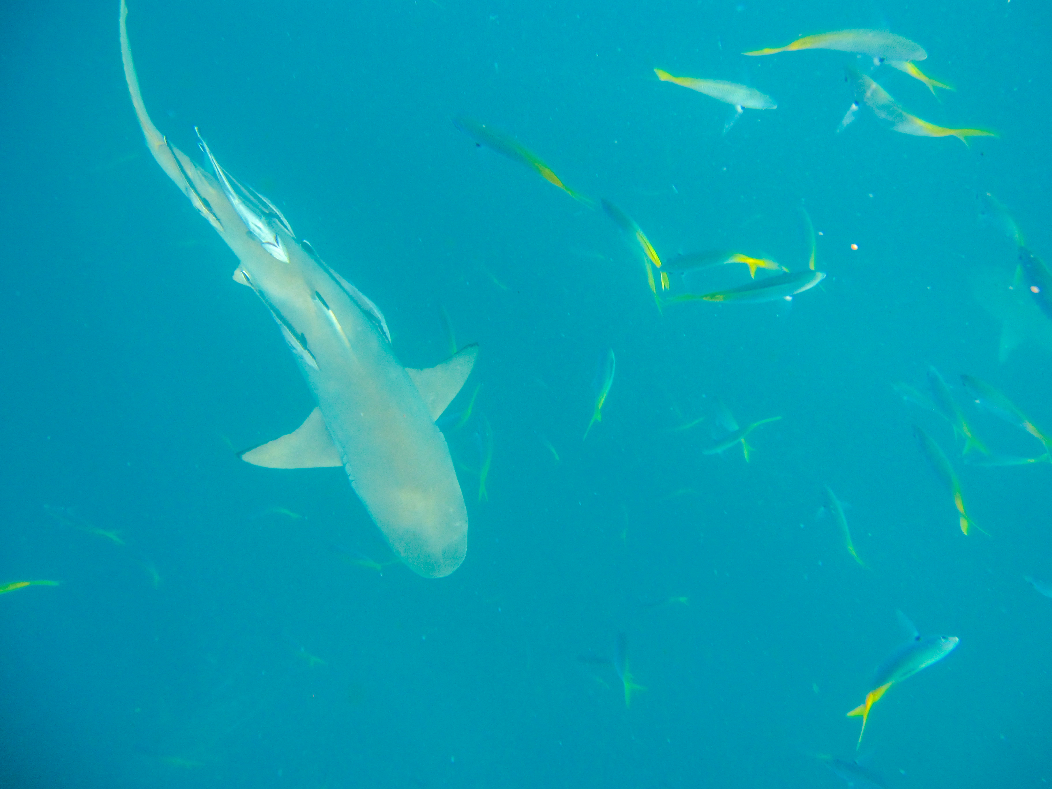 上帝的水族箱,上帝的鱼缸马尔代夫