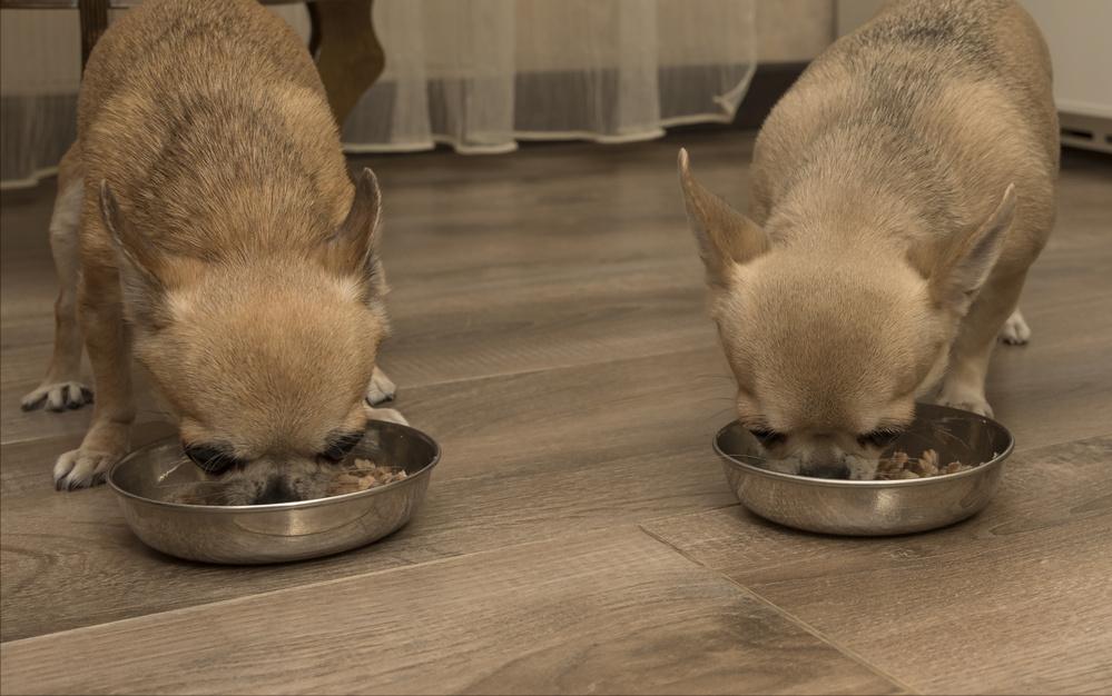 为什么大多数人都讨厌吉娃娃,为什么有的人讨厌吉娃娃