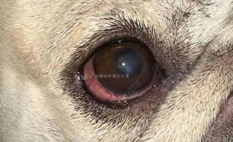 狗狗眼睛红肿能自愈吗吃什么药,狗眼睛红肿充血怎么治疗