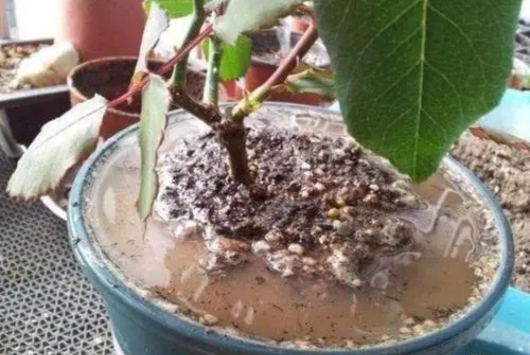 冬季养花别瞎养,冬季养花浇水的最佳时间