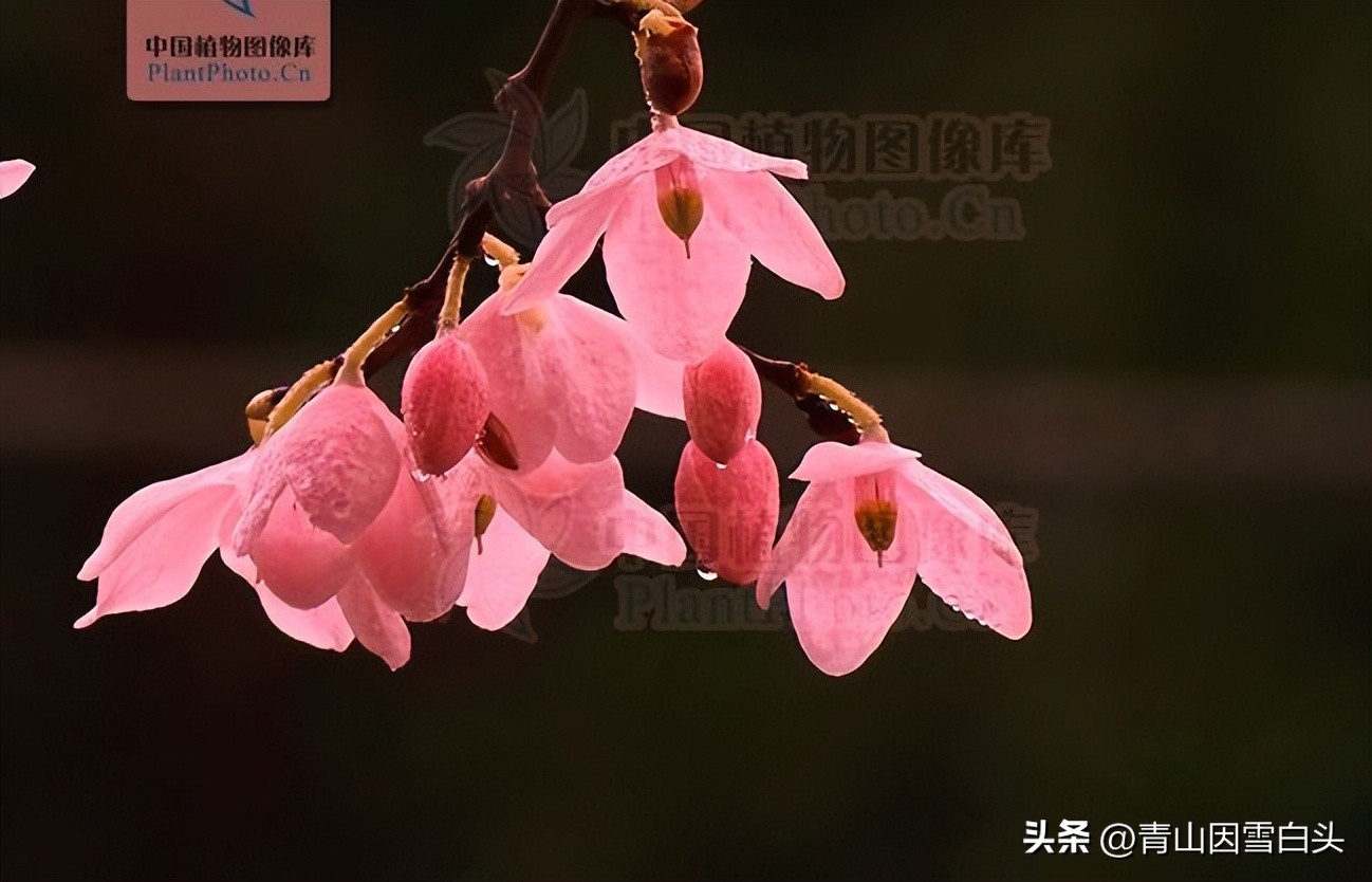 江苏高杆行道树常用树种,城市行道树树种单一