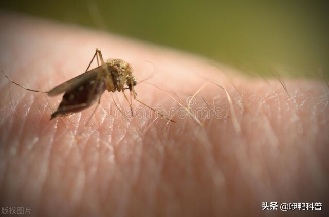 冬天家里的蚊子是从哪进来的,蚊子在冬天的时候飞去哪里了