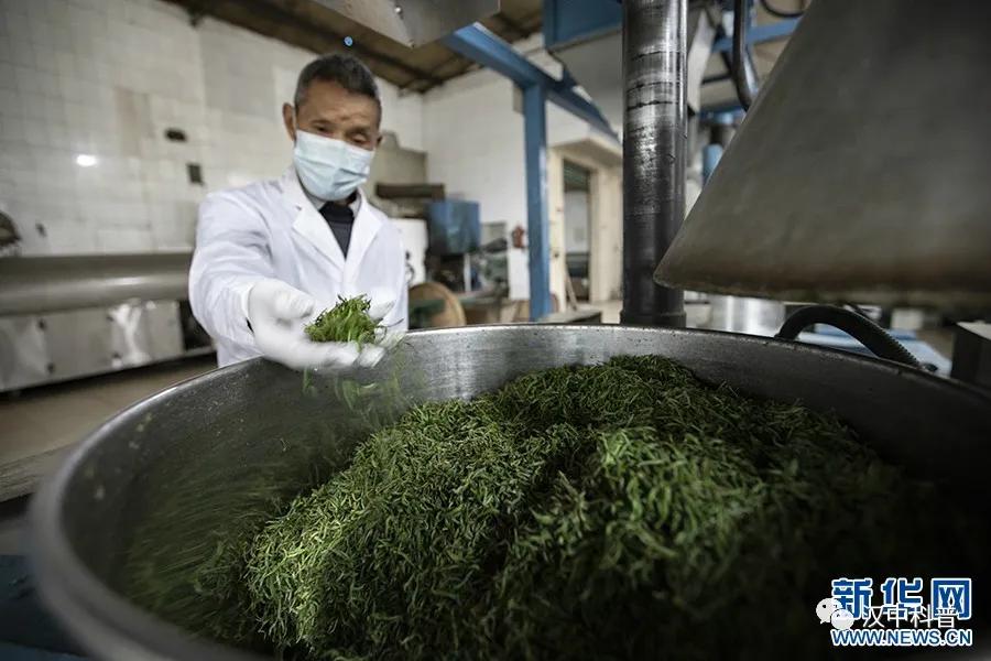 陕西汉中名茶,汉中茶叶加工制作全过程