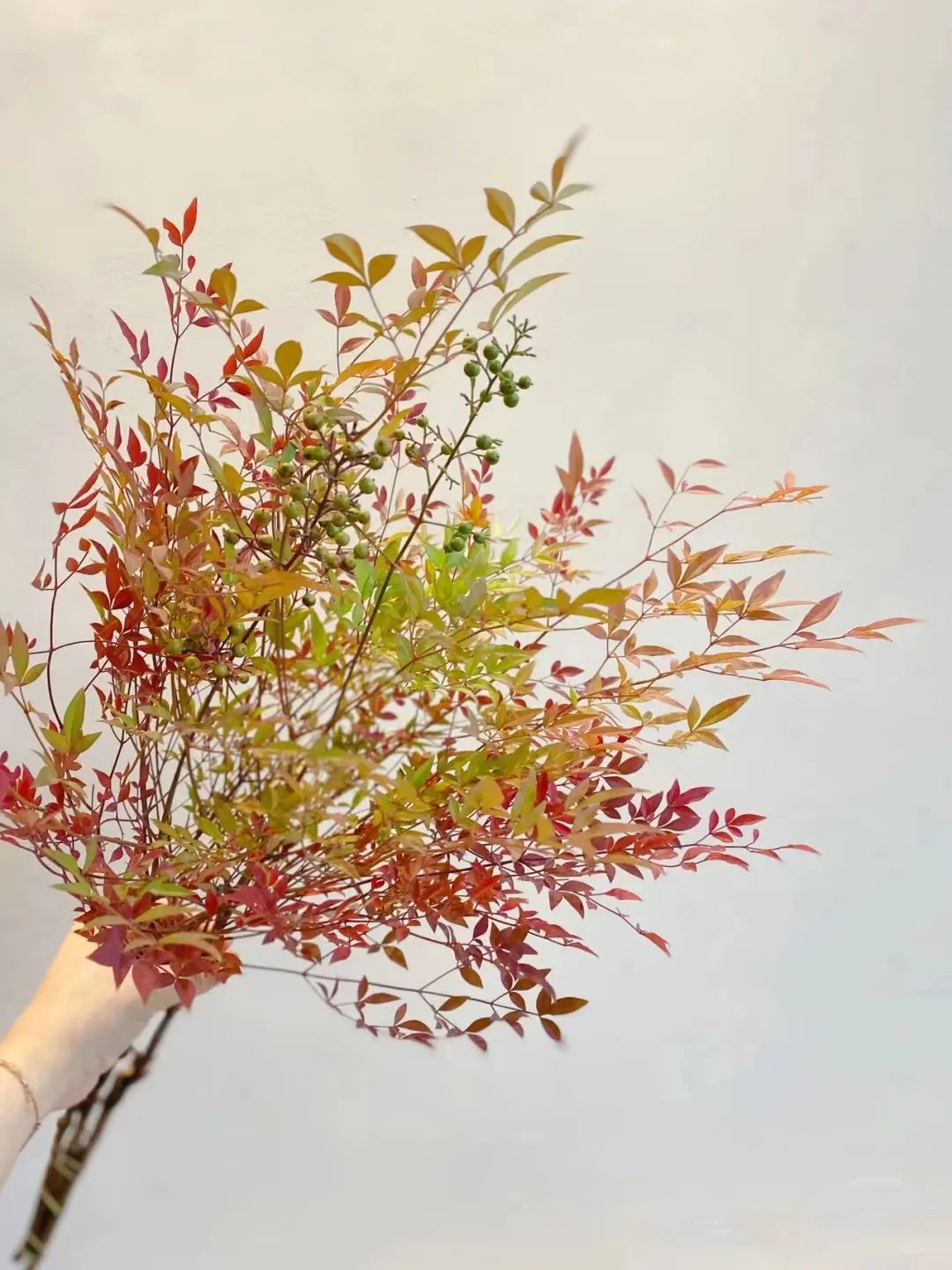 又又又被美到！10款秋日的花果叶，打包了最斑斓的秋色