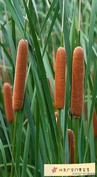 中医大师张学文的失笑散,中医名方失笑丸