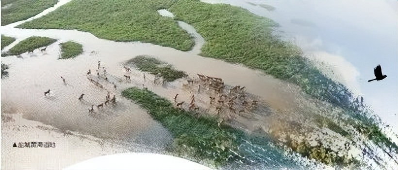 神奇盐城黄海湿地，600年前被施耐庵装进了《水浒传》|方志江苏