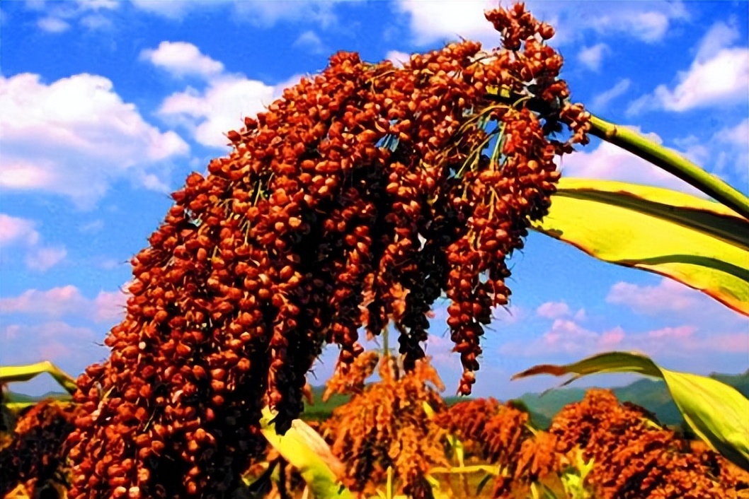 飞天茅台酒价格下跌了吗,飞天茅台在新西兰的售价