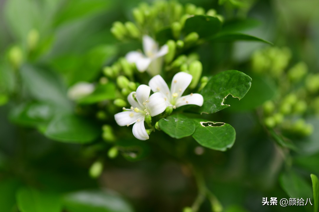 几乎没有存在感的七里香，到底是怎样的？|园丁