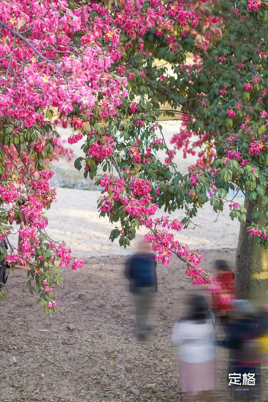 深圳3月14个赏花胜地全部免费,深圳清明节踏青赏花好去处