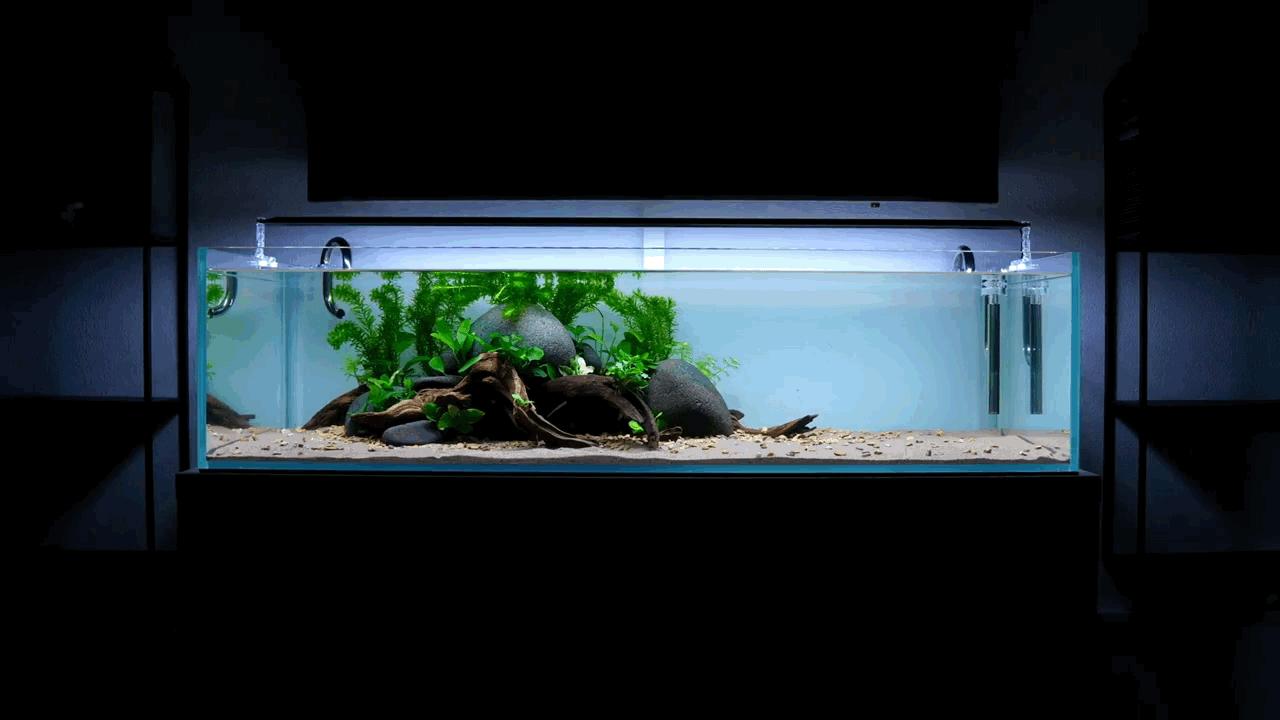 水草小缸养什么鱼最好,适合小型裸缸养的鱼