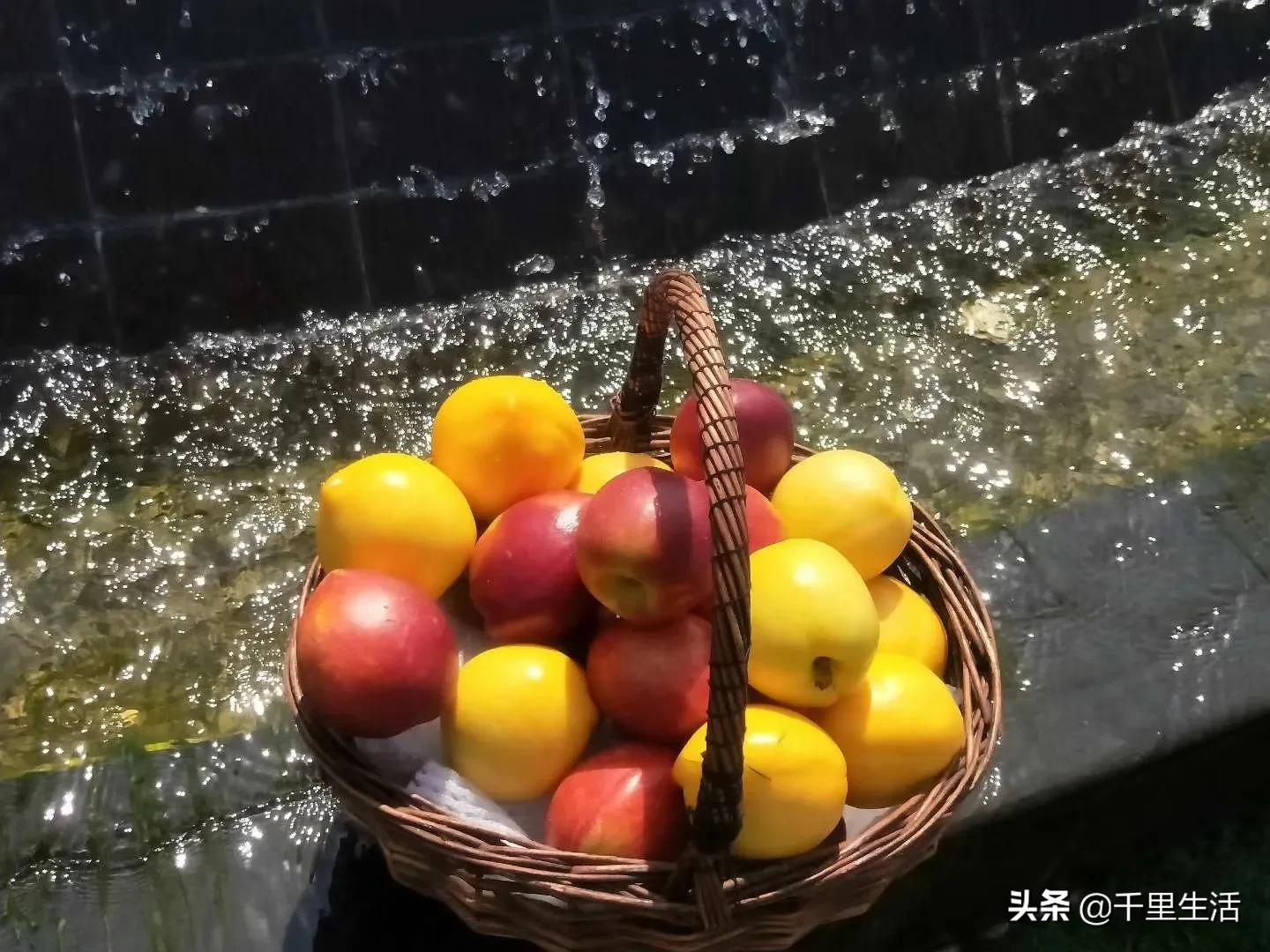 桃子熟了山东蒙阴黄桃,蒙阴蜜桃中国三大名桃