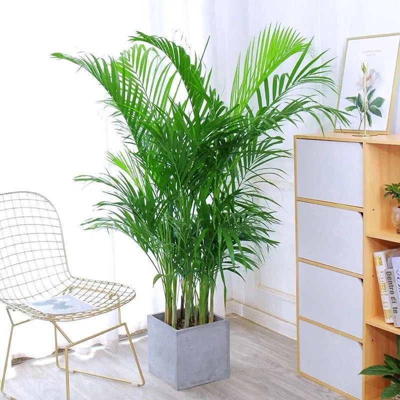 人养花、花也养人，客厅养花就选这5种，越养家里越干净，清雅又大气！