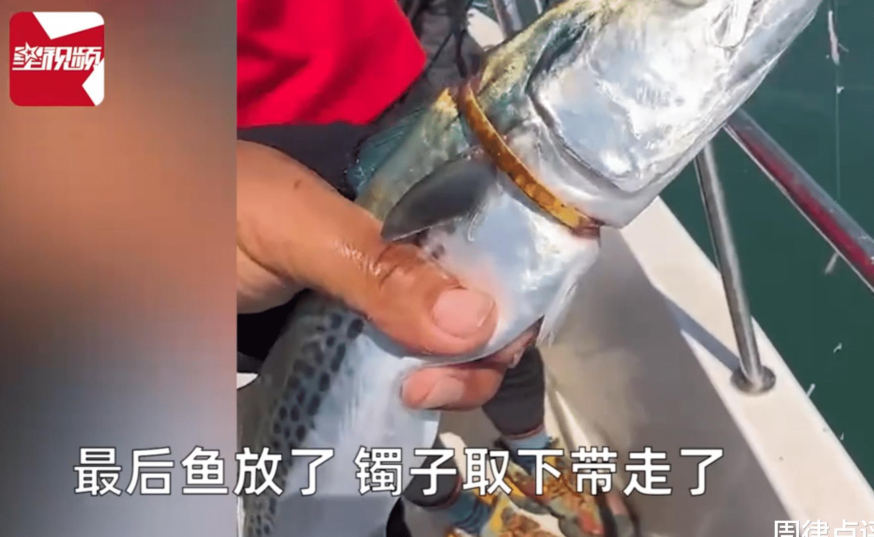 海钓一只鲅鱼身上套了一个金手镯,男子钓鱼捡到黄金手镯