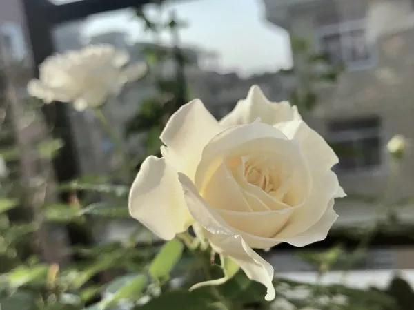 常见切花月季一览（40）（接上期）