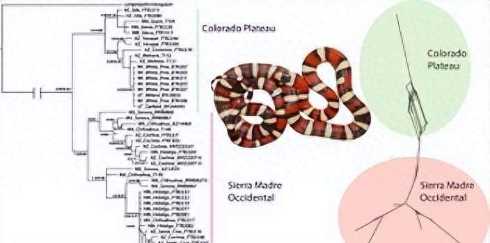 国外惊现巨型蝾螈,巨型暴蝾螈