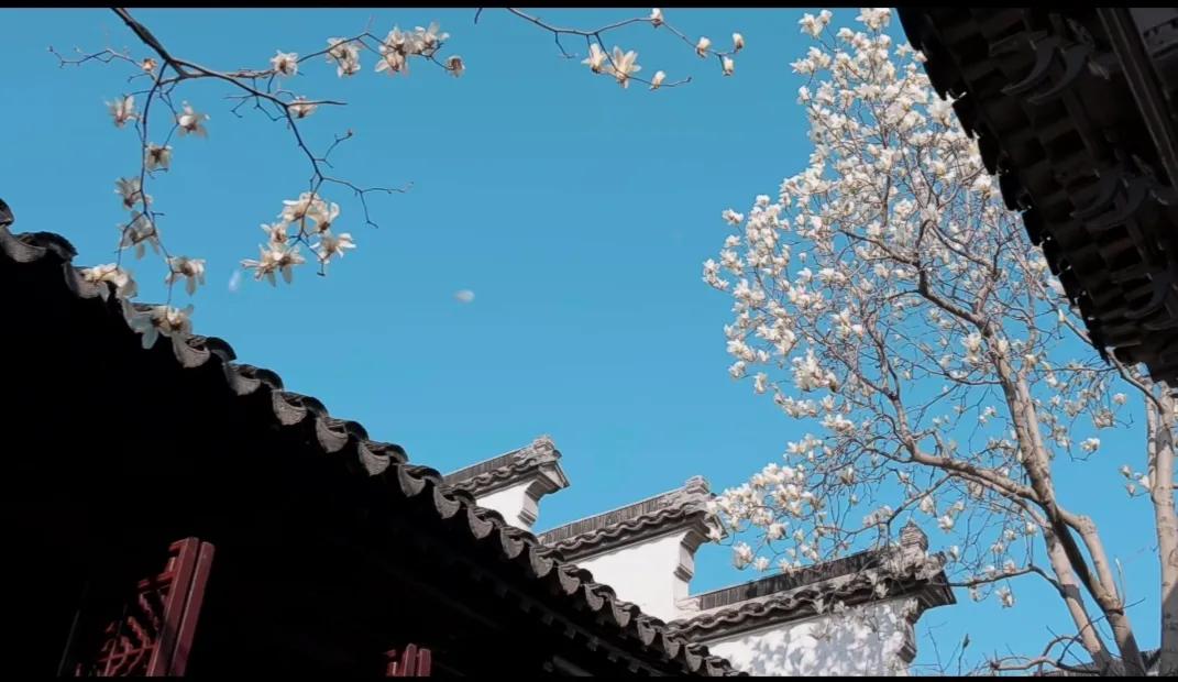 玉兰的花语,玉兰和深山含笑的花语