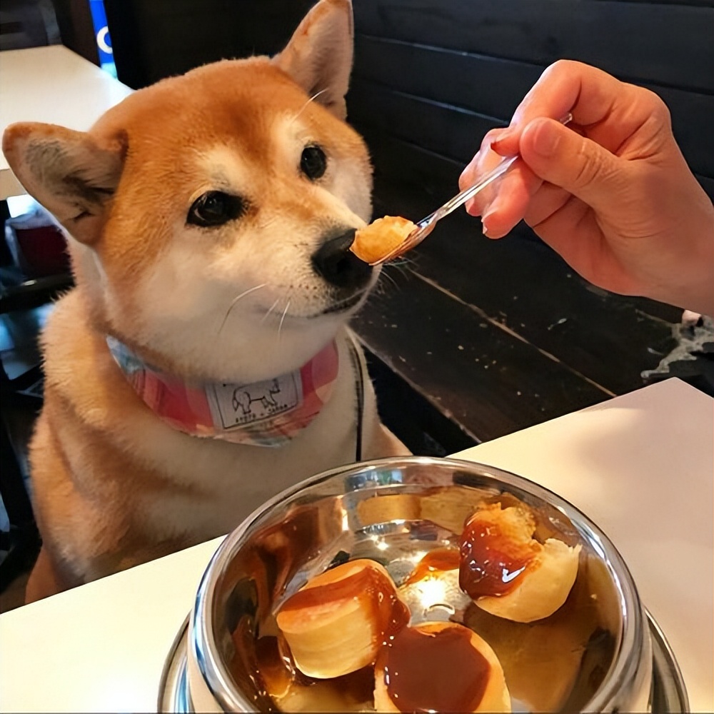 养狗新手推荐什么狗体味小不掉毛,养狗新手养什么狗可以保护主人