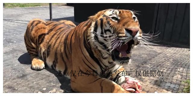 为何动物园不给老虎喂猪肉，吃猪肉有何危害？老虎尸体怎么处理？