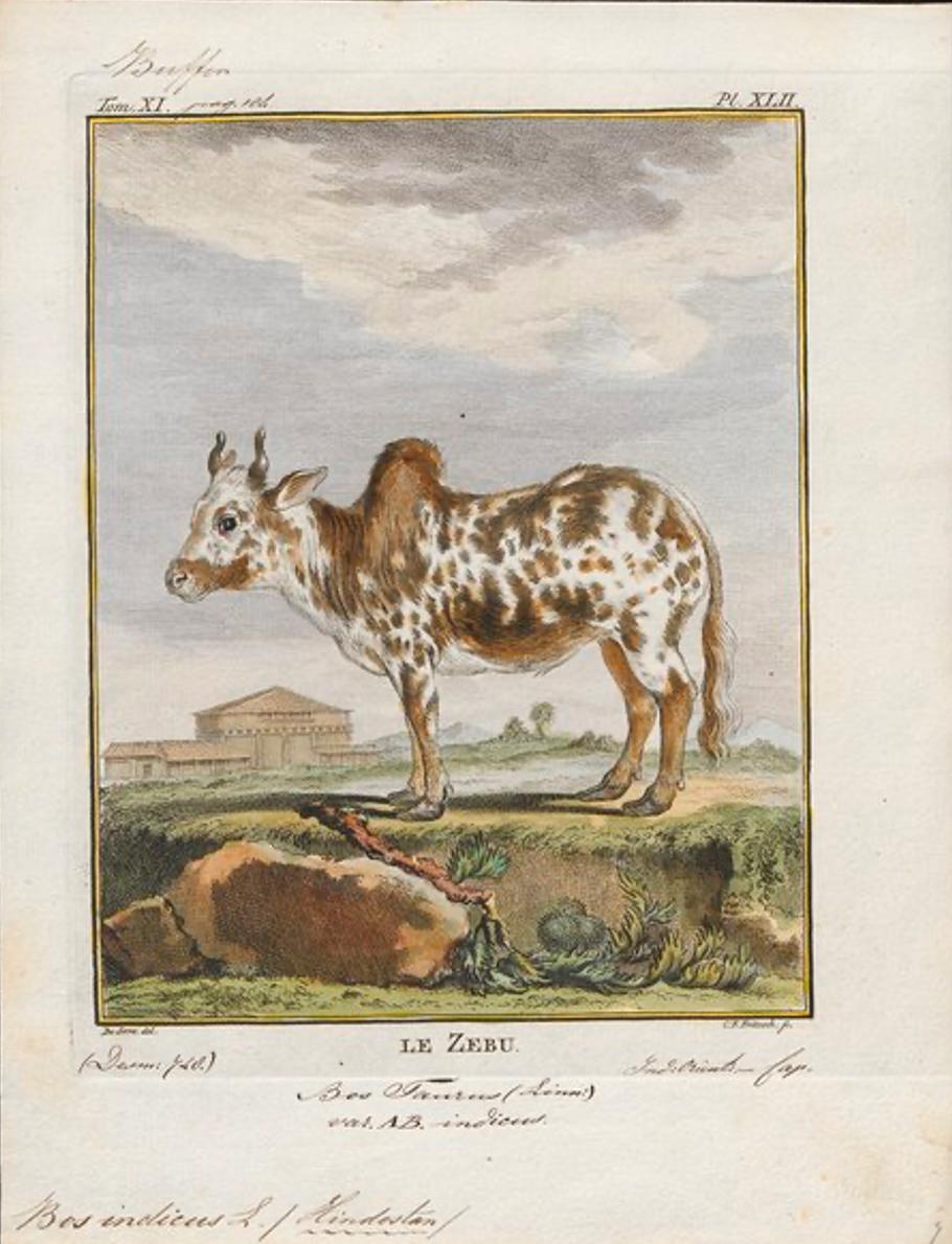 印度不吃牛的真实原因,印度人为什么吃肉但不吃牛肉呢