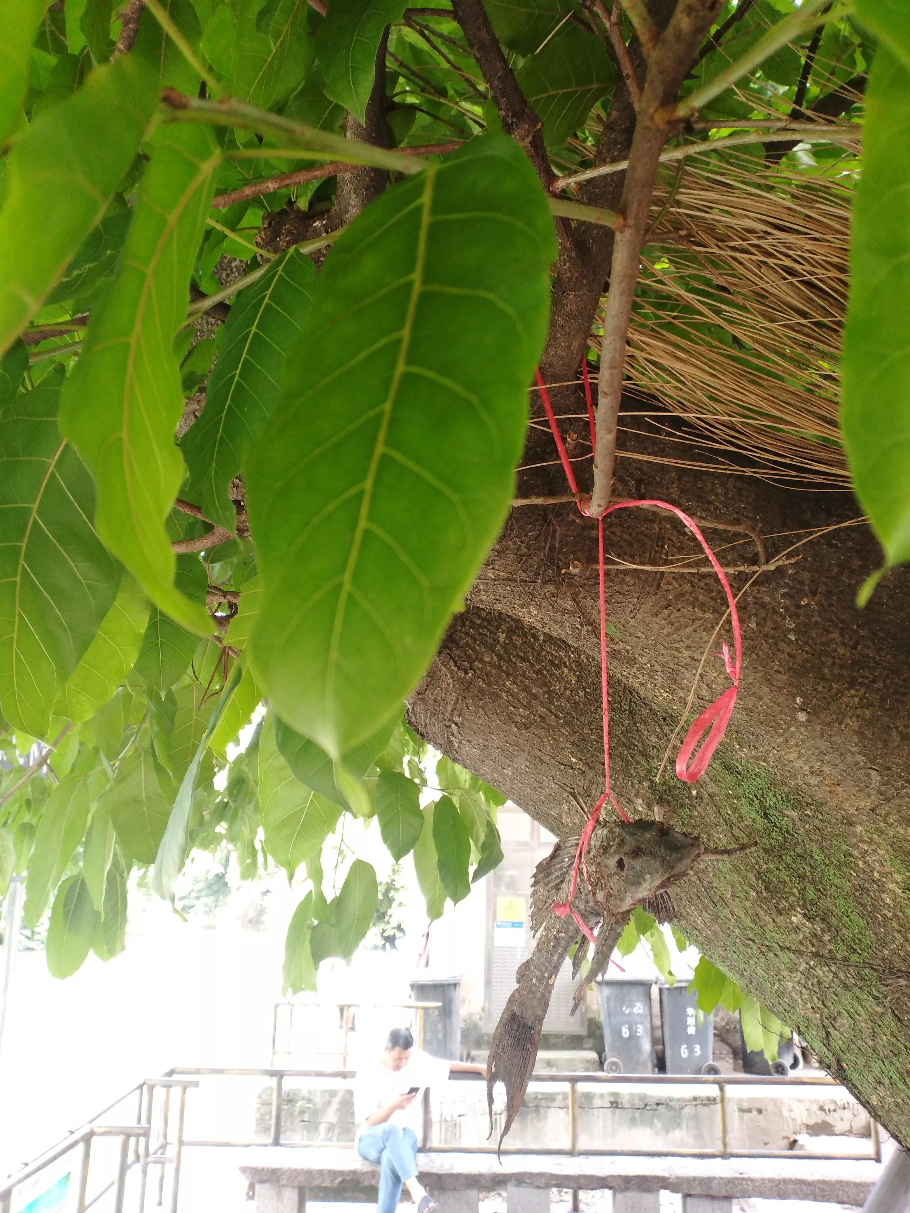 小洲、官洲、黄埔、仑头傻傻分不清。这是病，得治