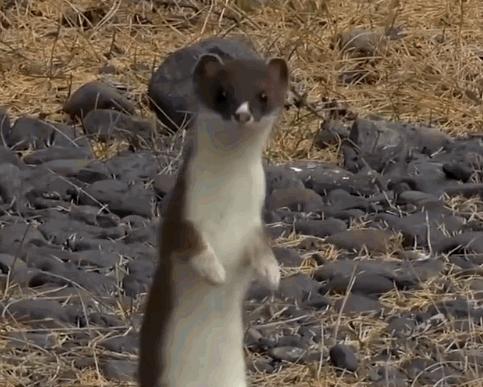 为什么黄鼠狼被称为黄大仙不能杀,家门口的黄鼠狼能打吗