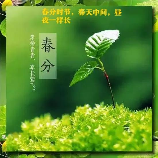 立春虎年的第一个节气,怎样用春分节气习俗招来好运