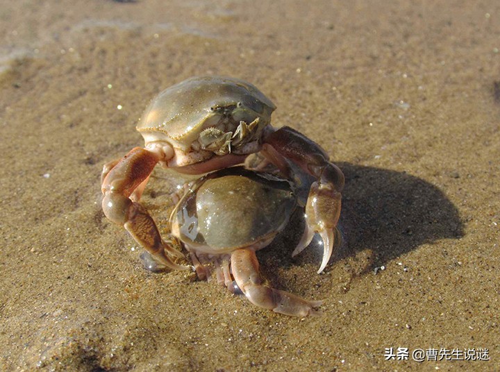 螃蟹爪子断了要怎么办,螃蟹爪子掉了是死蟹么