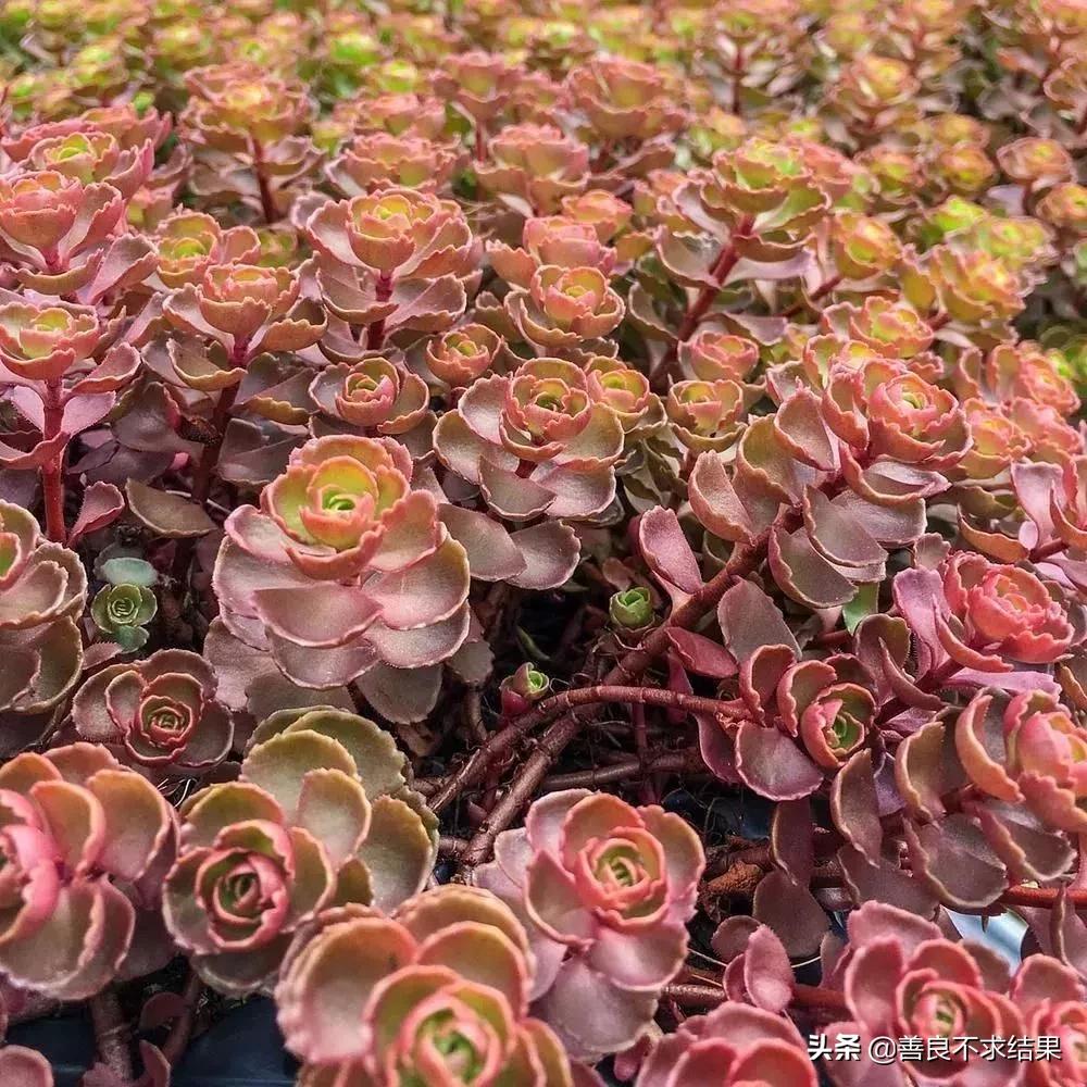 好看的地被植物,超实用的地被植物干货值得收藏