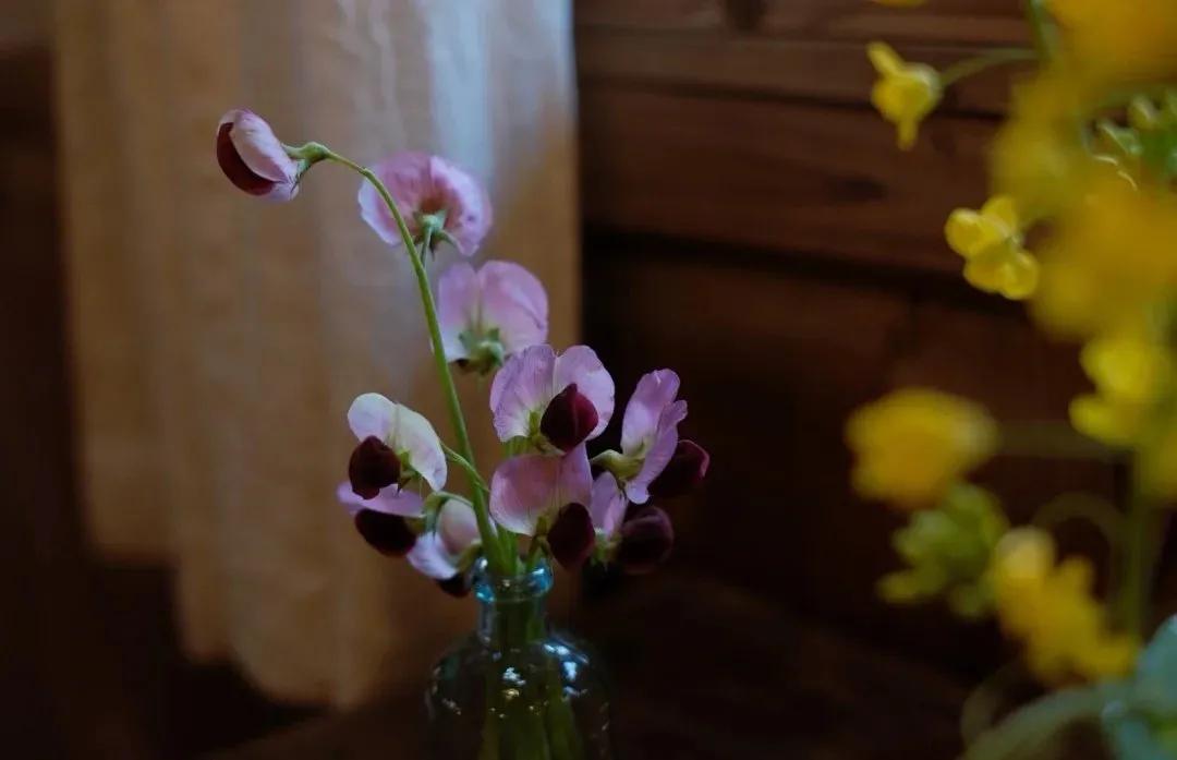 裁红点翠指的生肖,成语裁红点翠