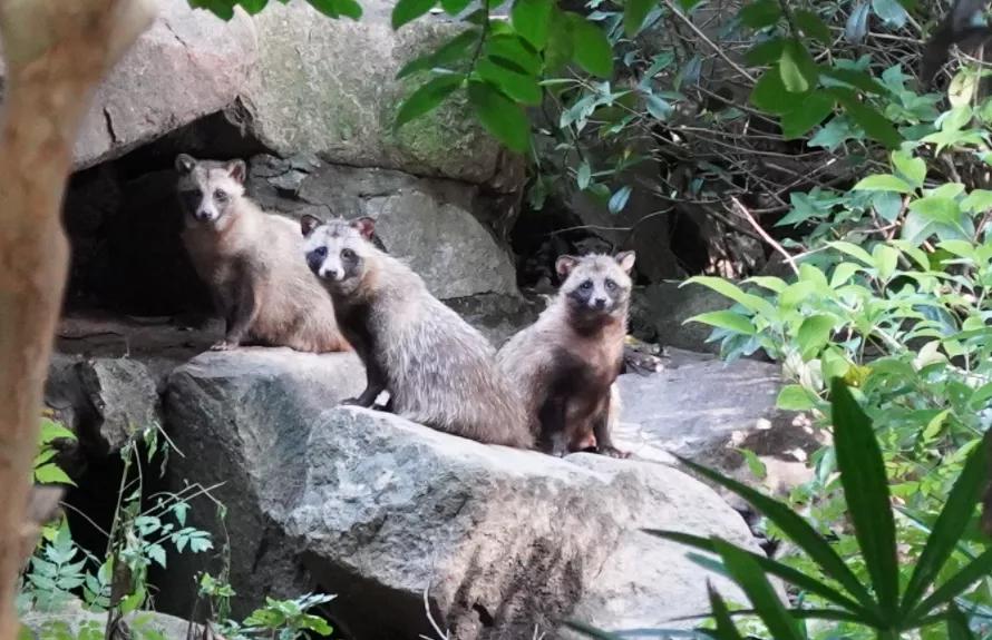 南京盐水鸭真的很好吃吗,在南京你能品尝到的小吃
