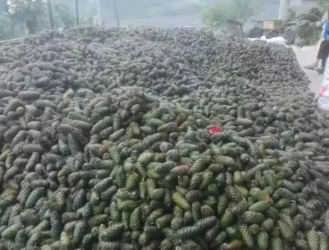 庆丰收·迎盛会|黄渚镇：小松子变身致富“金种子”