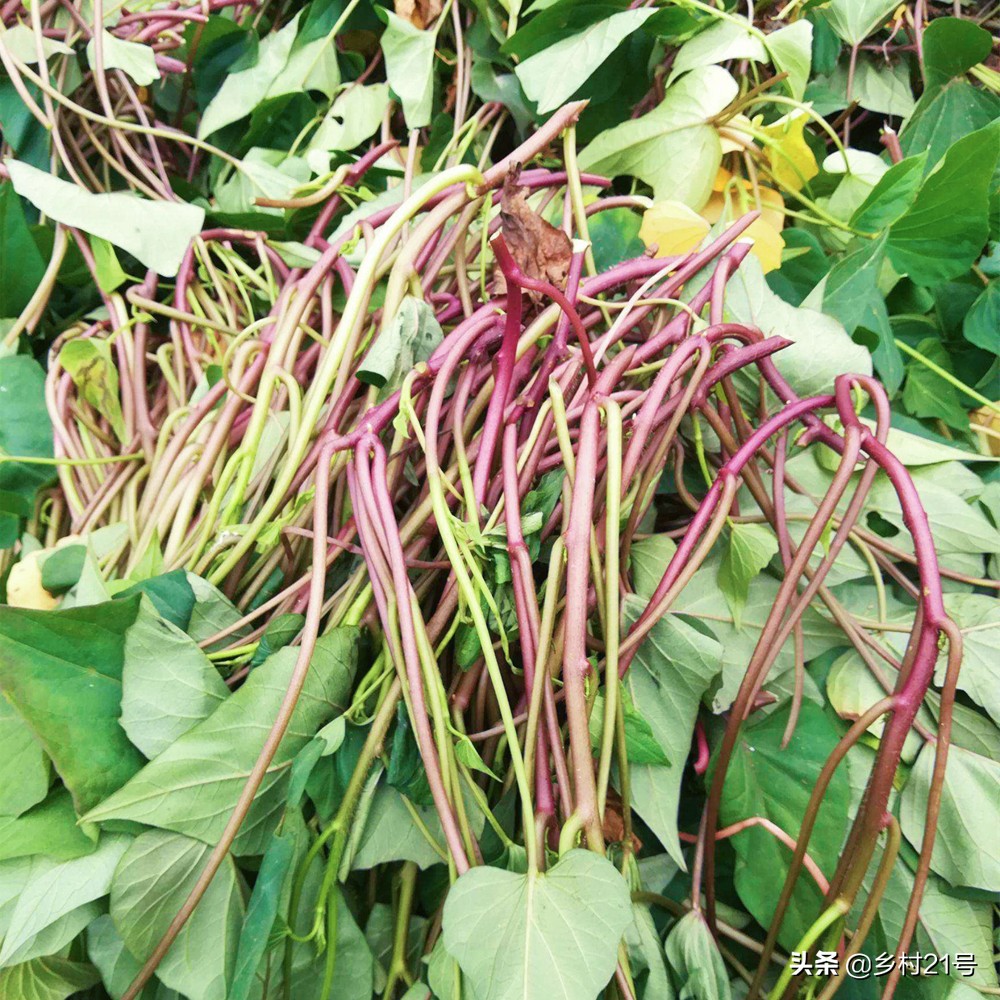 红薯种植技巧和方法不生虫,红薯种植技巧和方法课件