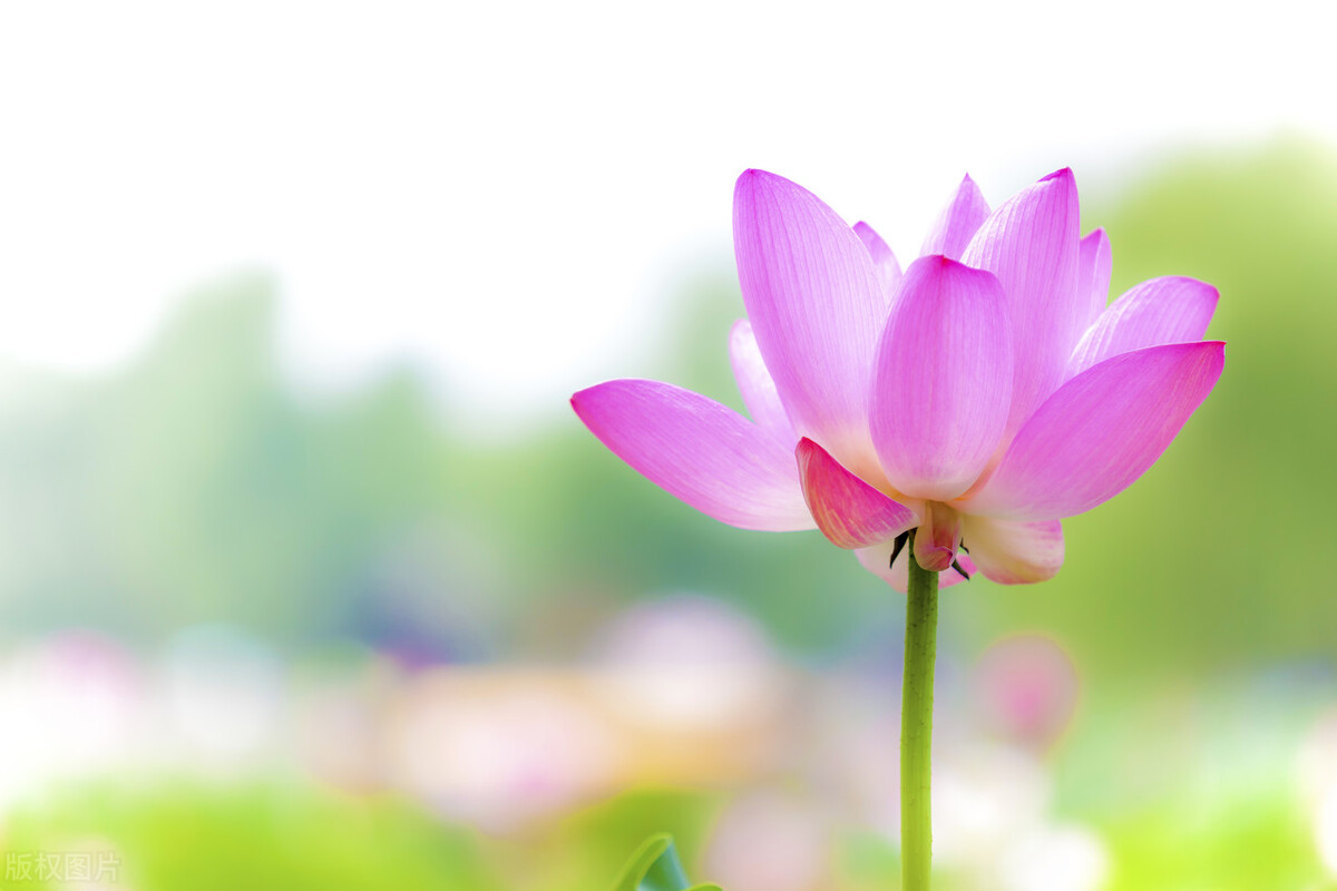 骨折主动康复,骨折后人体自愈力