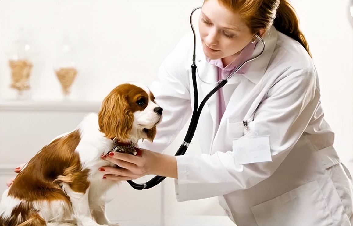 狗狗厌食挑食怎么办,狗狗厌食怎么办吃了东西就吐