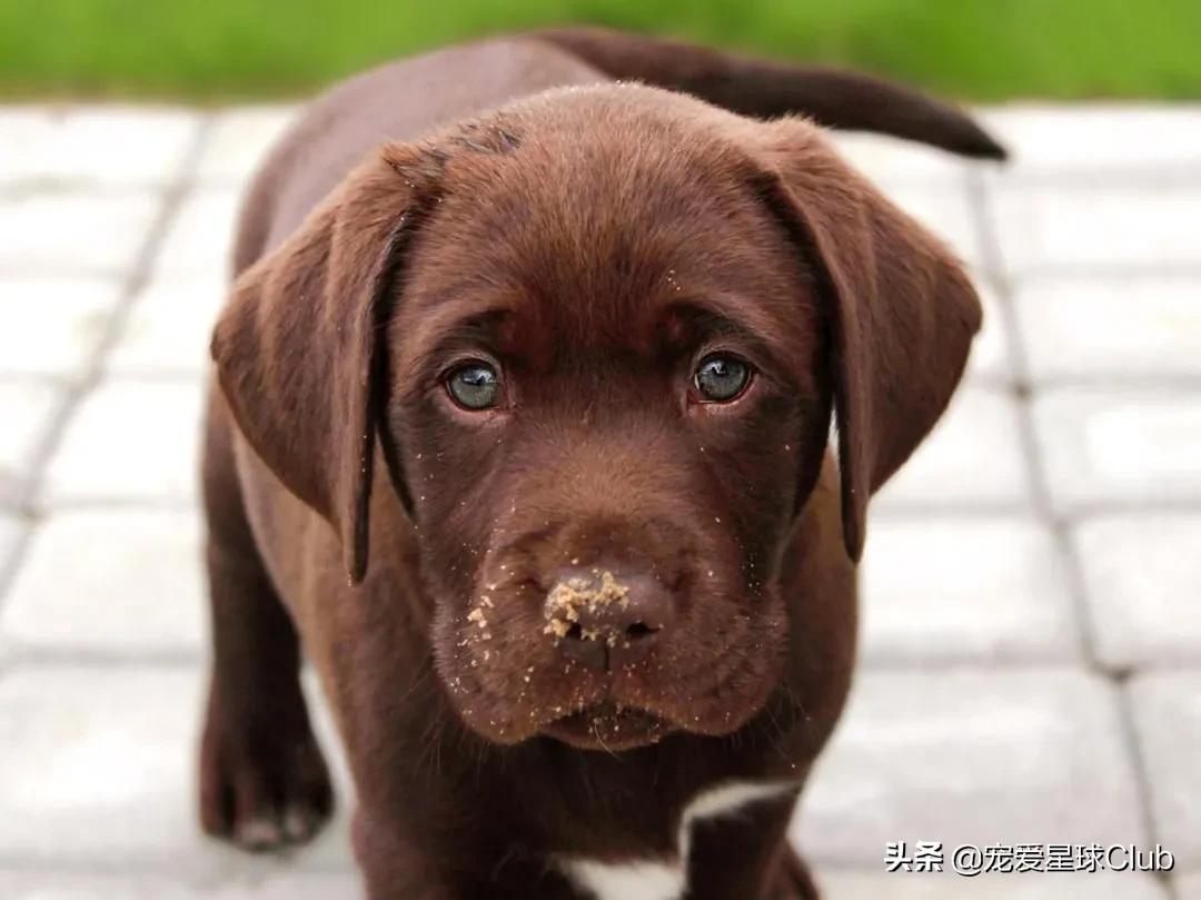拉布拉多照片和资料,详细讲解拉布拉多的故事