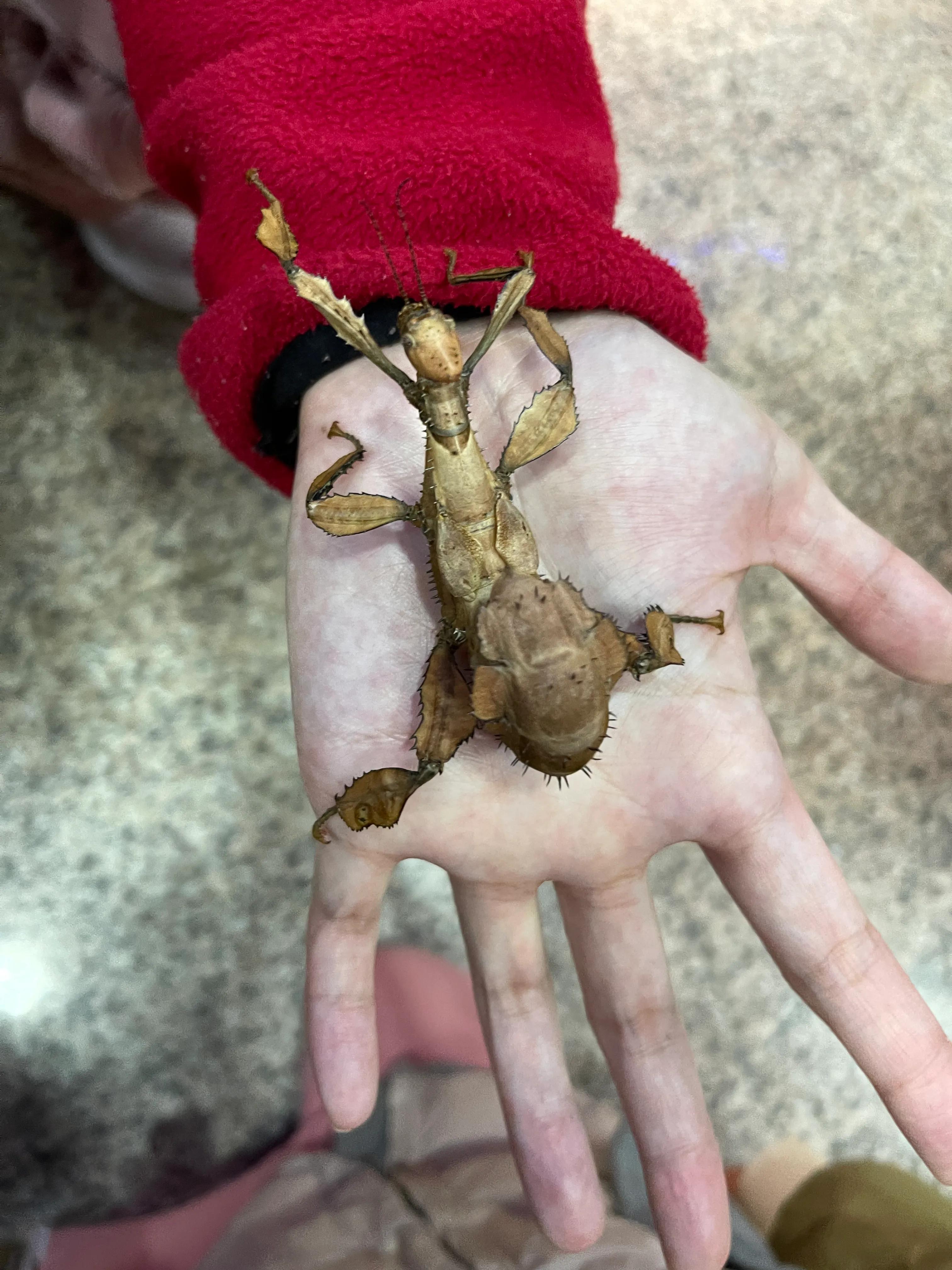 上海大自然野生昆虫博物馆,上海野生昆虫馆门票