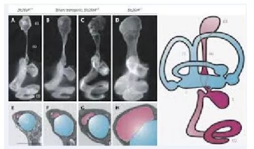 大前庭导水管正常值,大前庭导水管结构