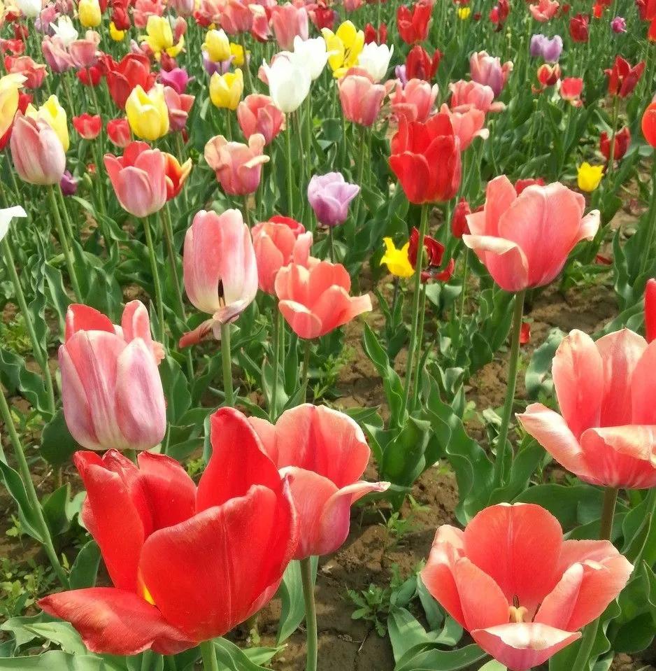 漂亮的郁金香随手一拍都是美景,春天的郁金香花海美得不可方物