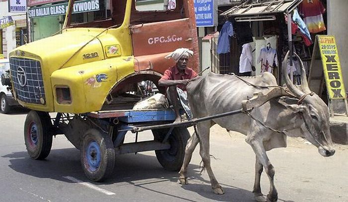 80个神奇的真实照片，不高兴的狗子，崎岖的铁路，倒立劈叉拉筋