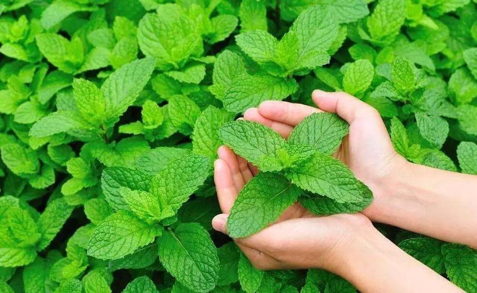 胃烧心反酸吃什么食物蔬菜合适,7类烧心又毁胃的食物