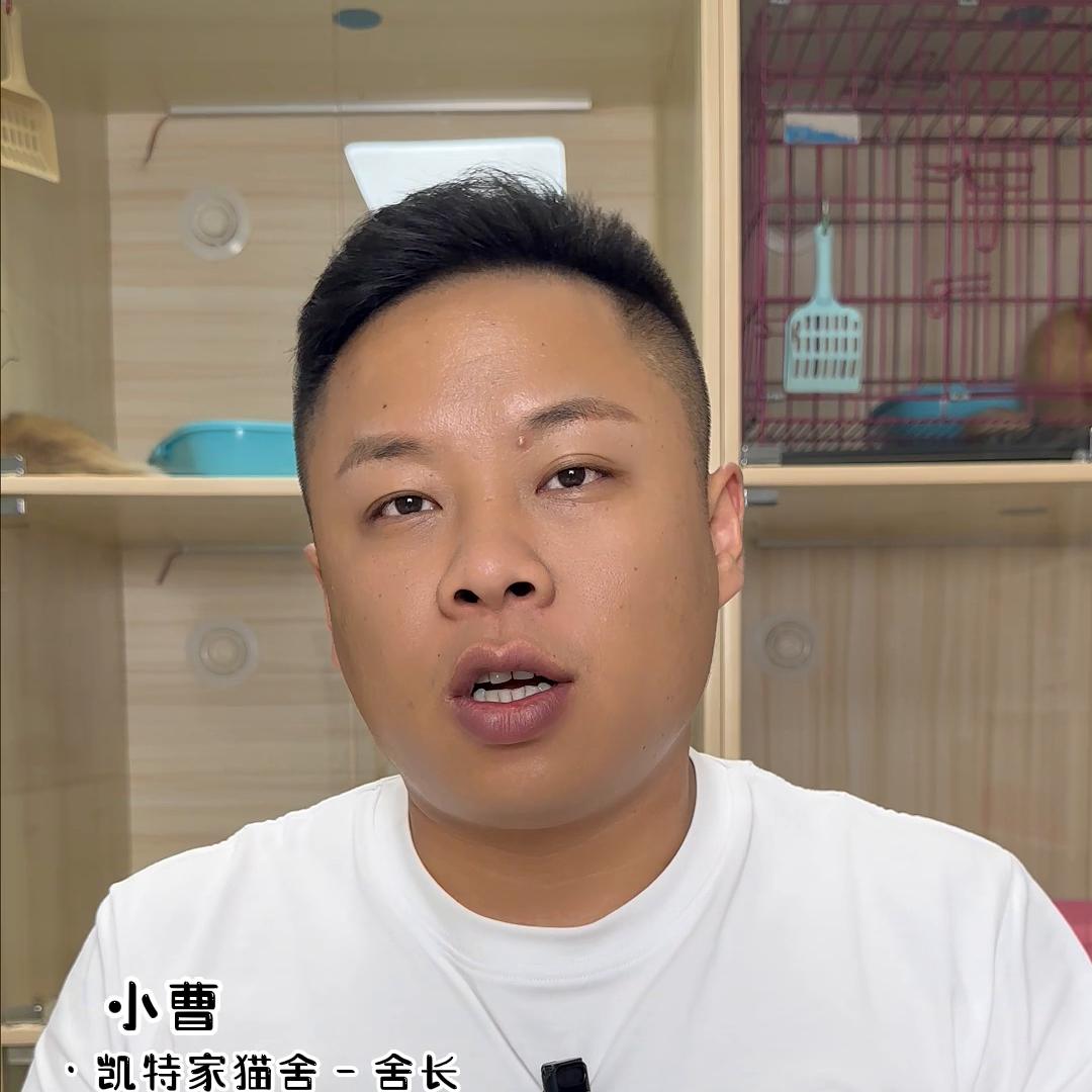 聊一下质保#西安宠物#西安凯特家猫舍#vlog日常