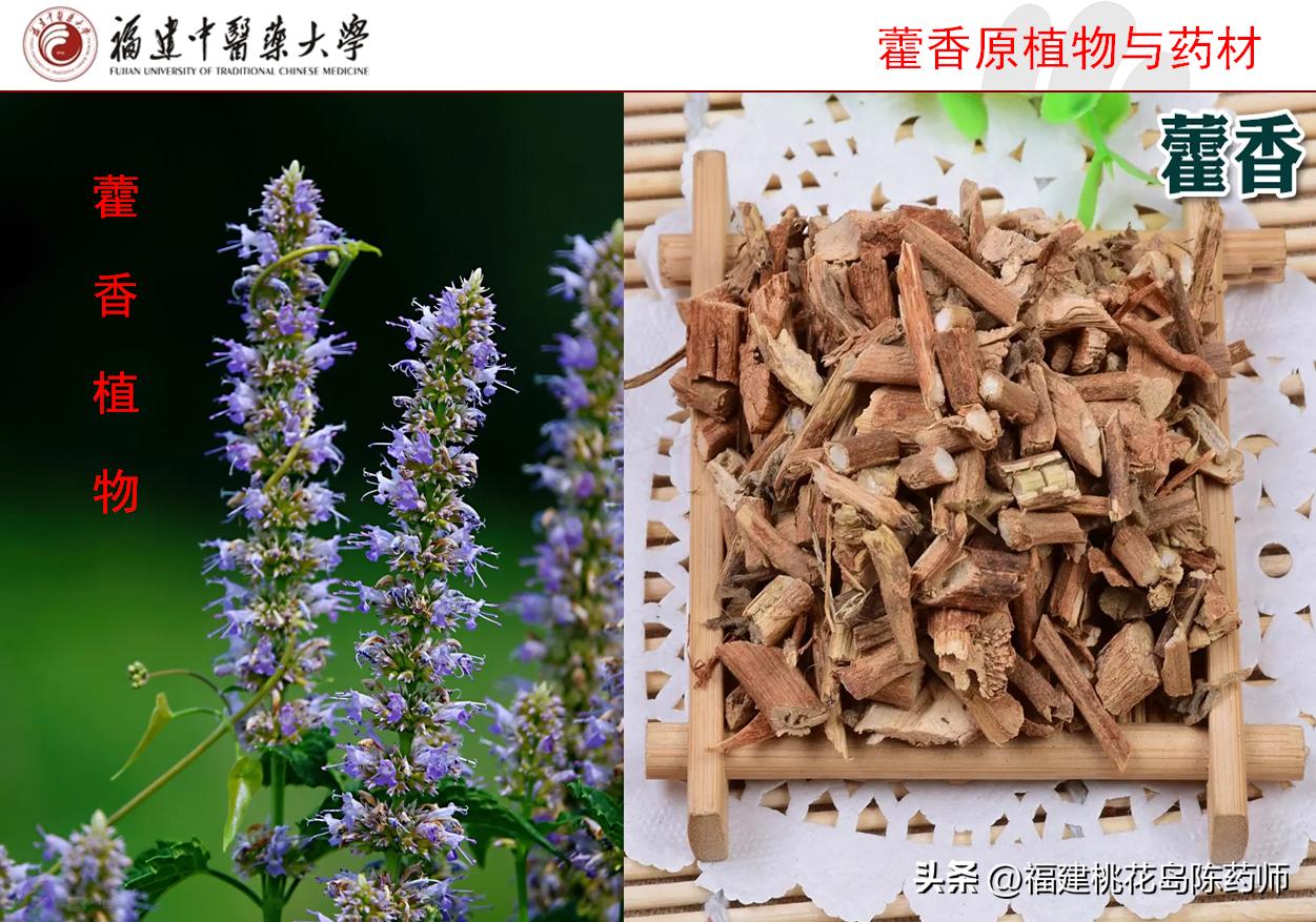 芳香化湿中药大全,芳香化湿药和利水渗湿药的区别
